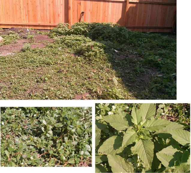 What is this weed and how to get rid of it | Houzz Forum
