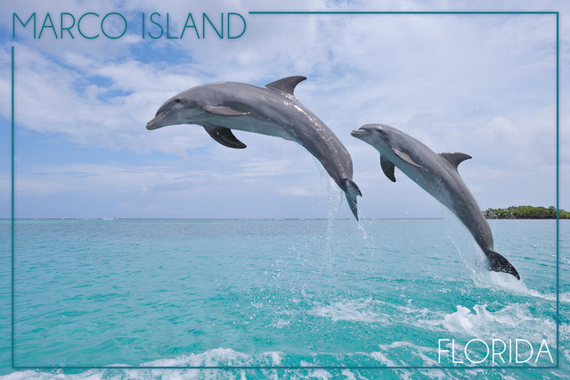 Marco Island, Florida, Jumping Dolphins Marco Island, Florida, Jumping Dolphins