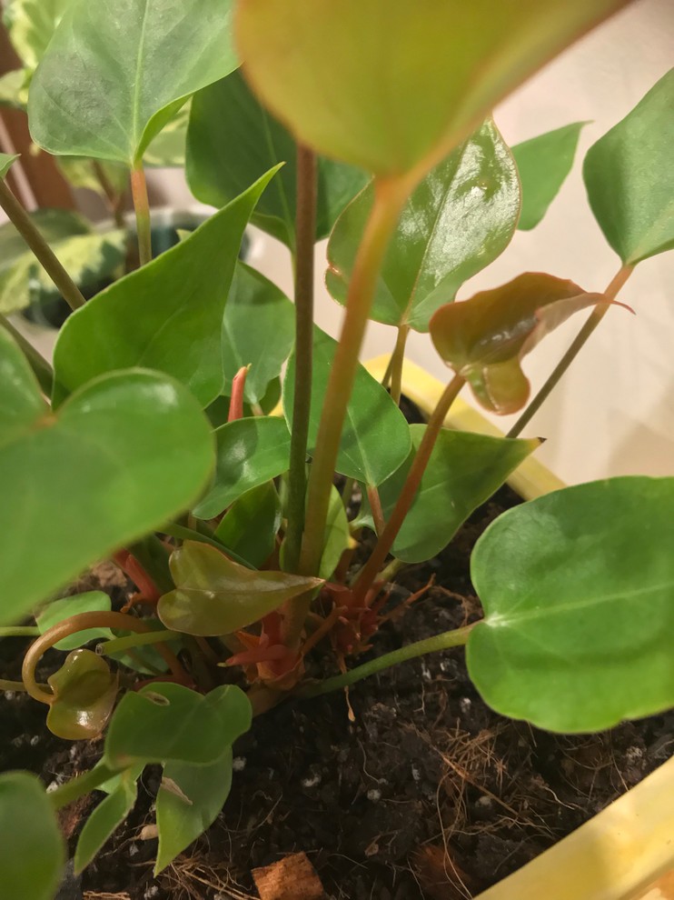anthurium clarinervium samen Anthurium Clarinervium Exquisites Laub main image 1