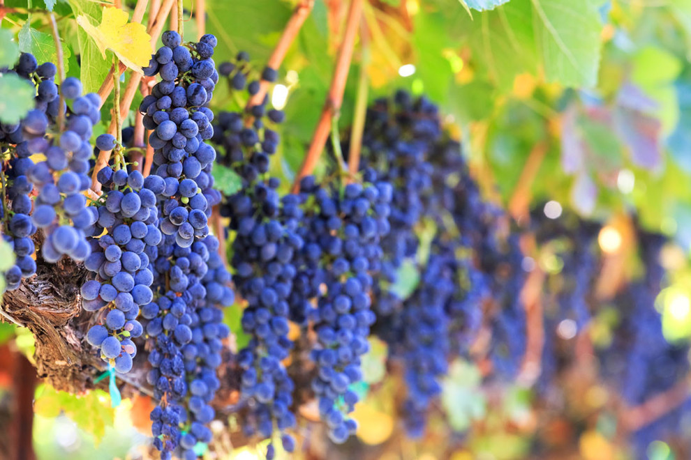 "Wine Grapes on the Vine" Aluminum Wall Art by Aluminyze, 16x24