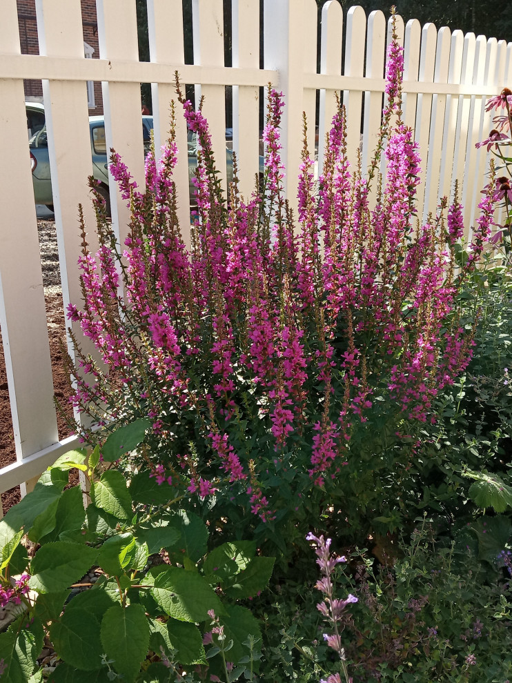 Английский садик