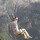 laurina_graber_ditzler