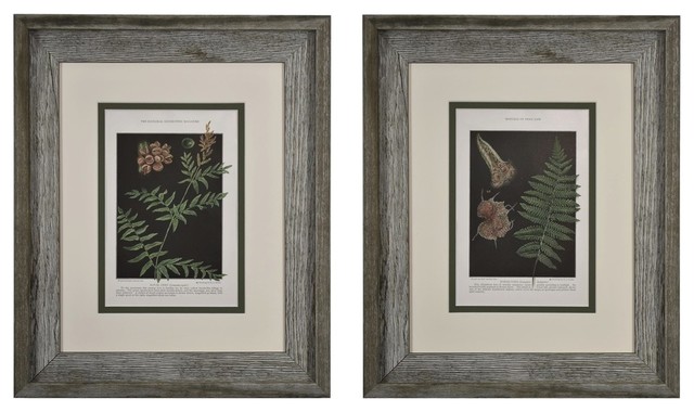 Original Vintage 1925 Botanical Fern Framed Prints, Set of 2 ...
