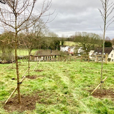Arboriculture