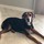 fleurette_houser