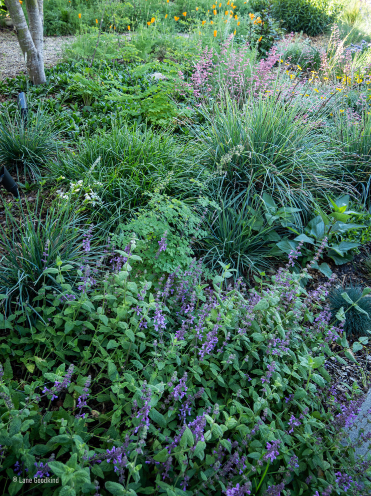 This is an example of a rustic landscaping in Santa Barbara.