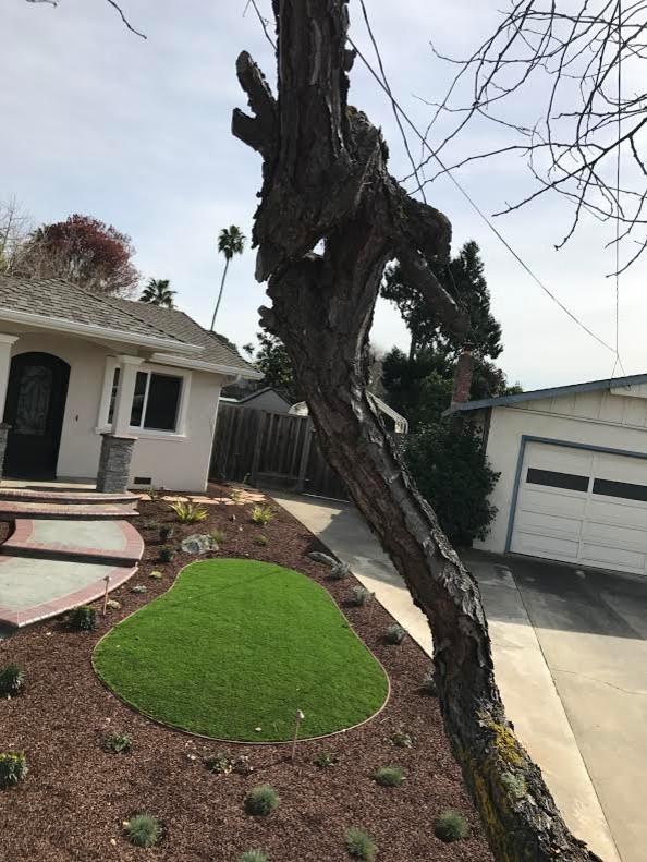 Front Yard Landscaping- Outdoor Lighting