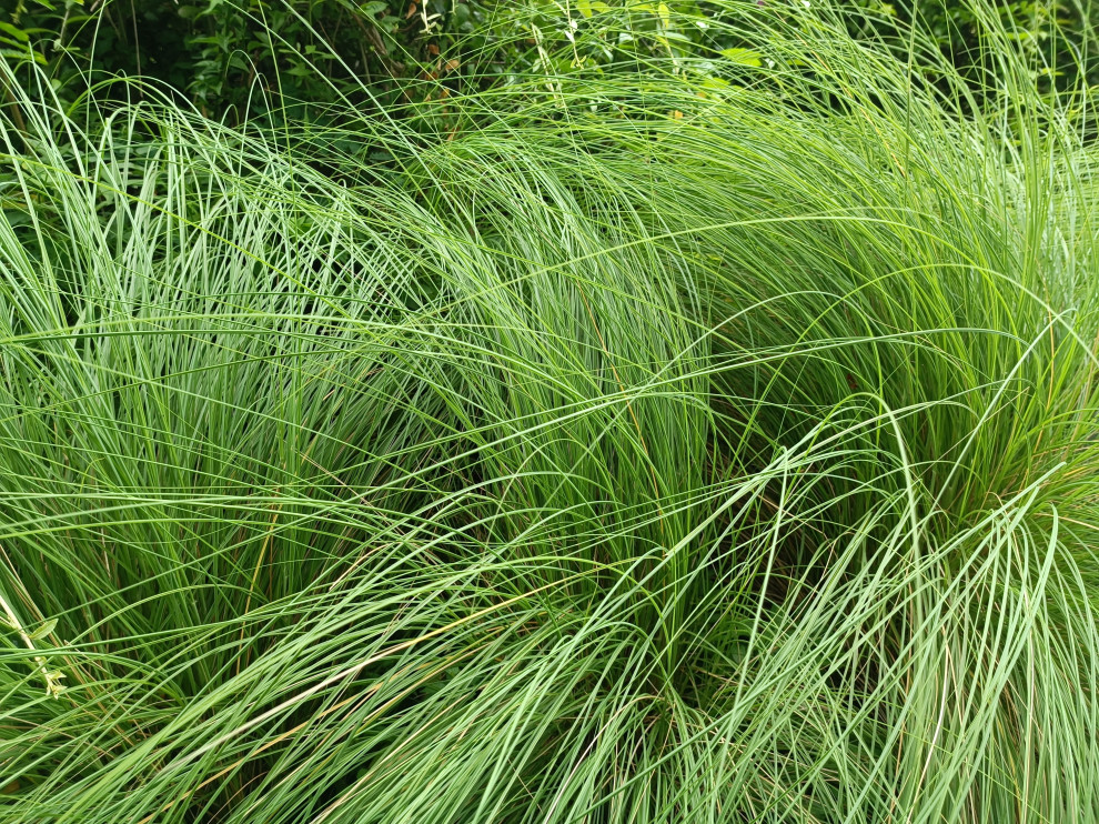 Favorite Plants