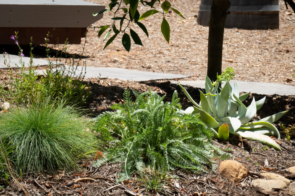 Photo of a mid-sized rustic drought-tolerant backyard mulch landscaping in Santa Barbara for spring.