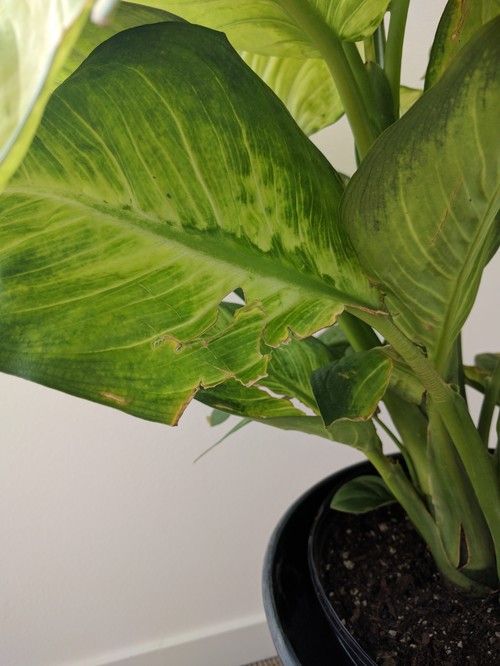 Dieffenbachia leaf edges brown and ripped