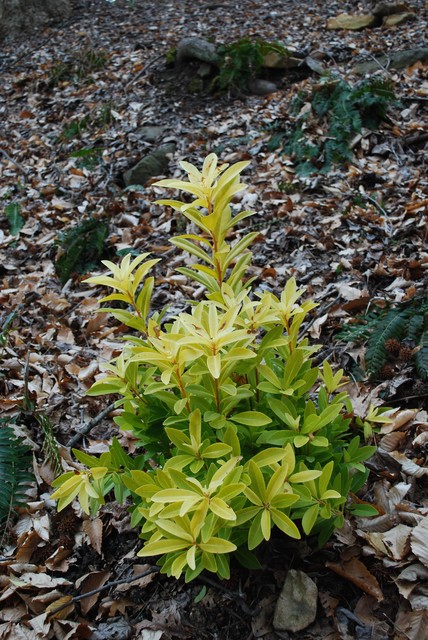 Great Design Plant Illicium Parviflorum Florida Sunshine