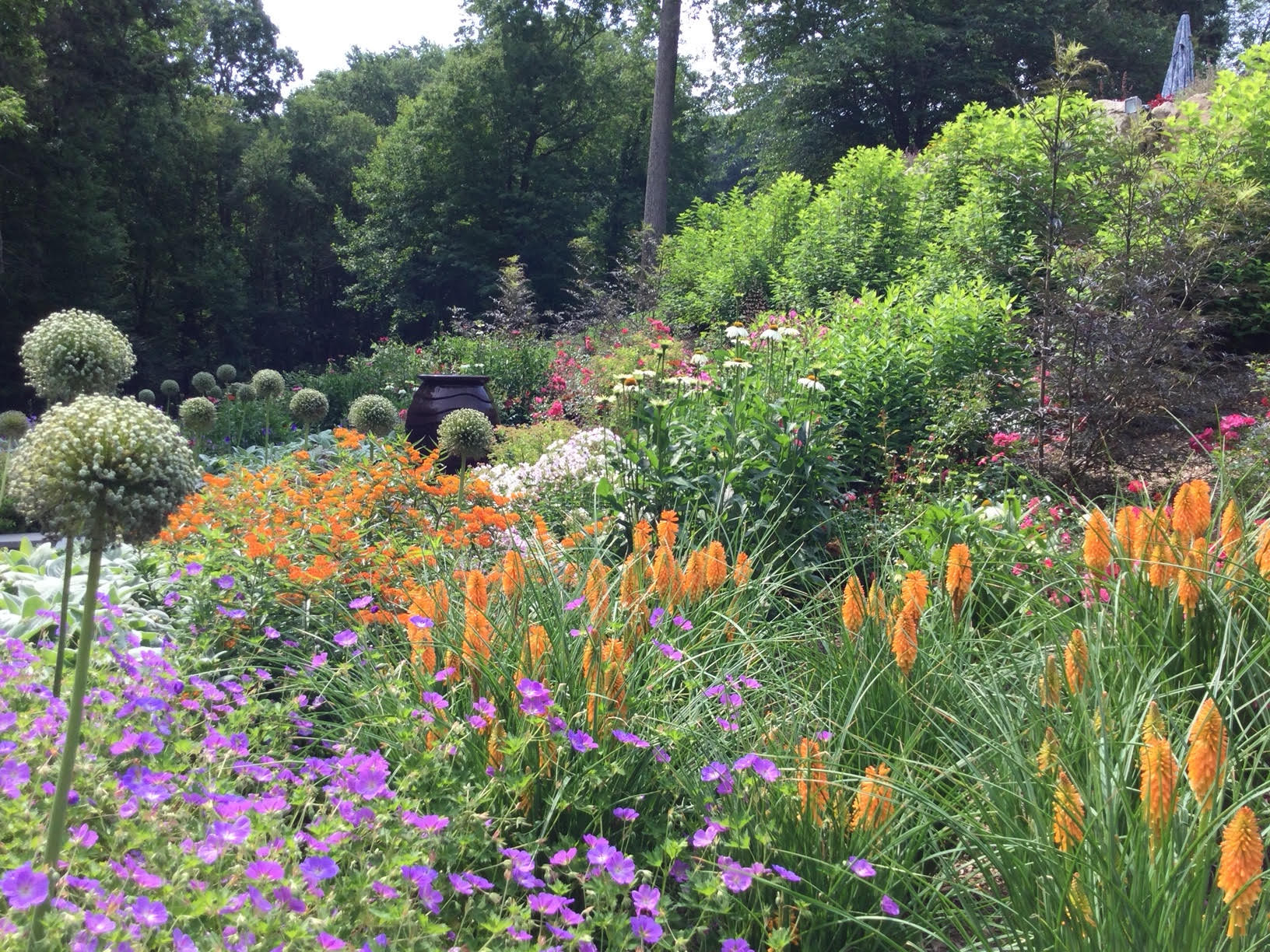 Pound Ridge Pollinator Pathway Project. We were asked to seed this slope with hydra seed and instead we designed a pollinator pathway perennial gardens. This photo is the third year growth. Designer P