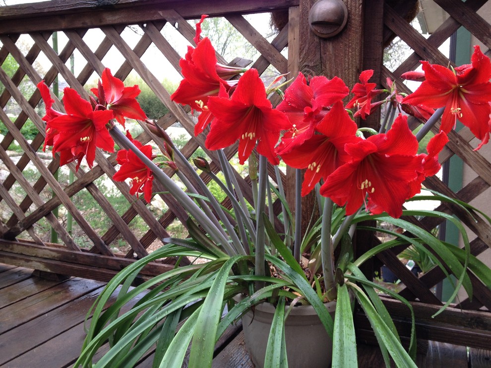 ColdHardy tropical plants Kansas City par Low Maintenance