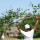 German Tree Service