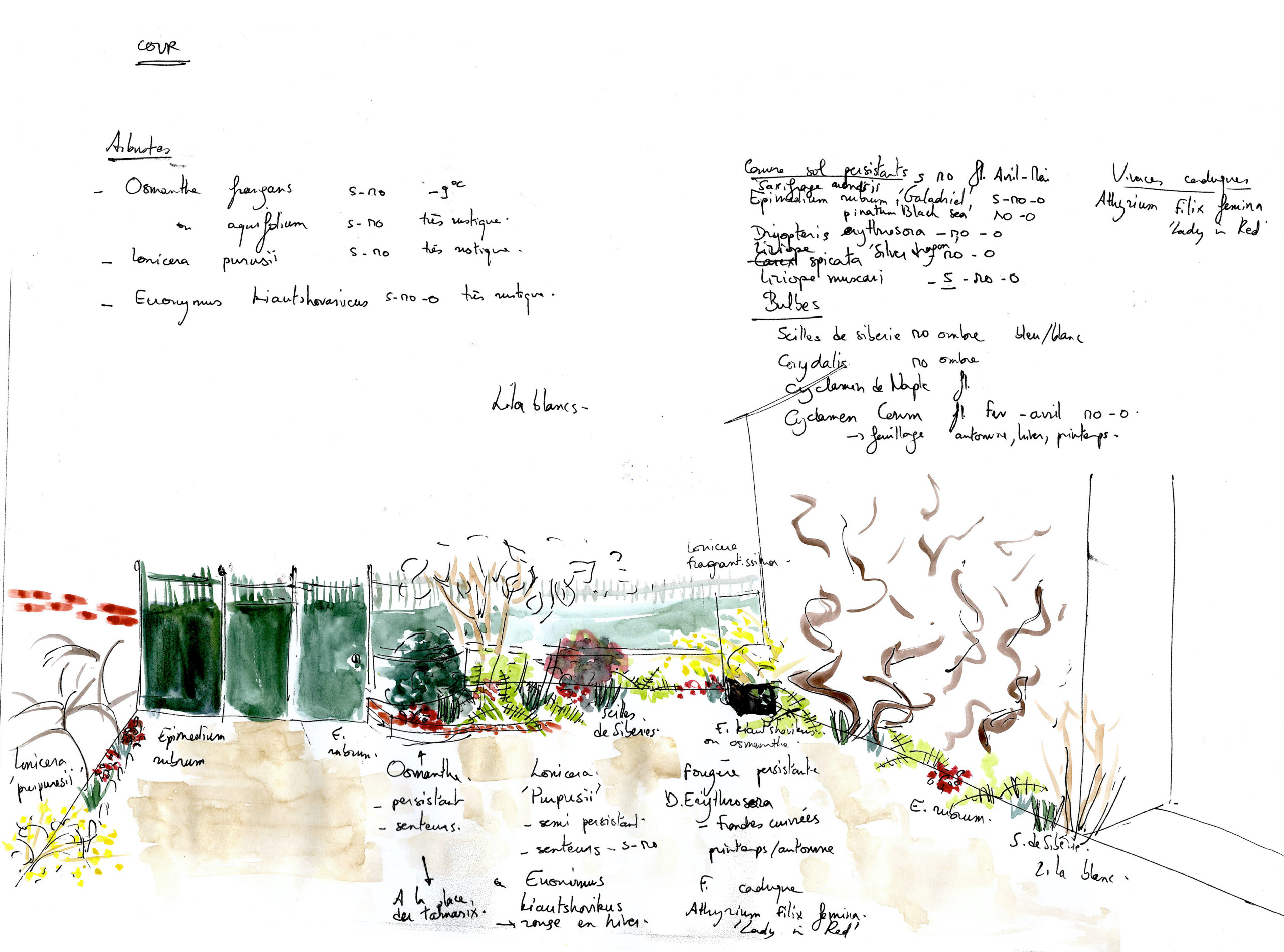 Croquis pour la cour avant et palette végétale
