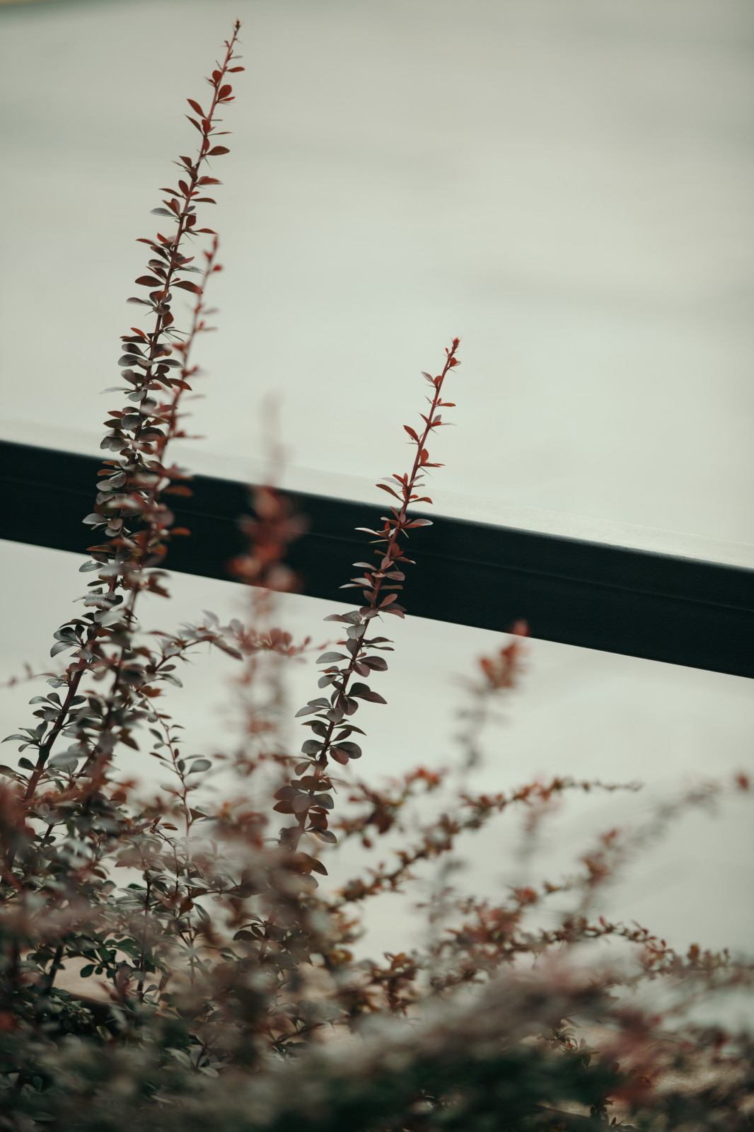 Архитектура природы