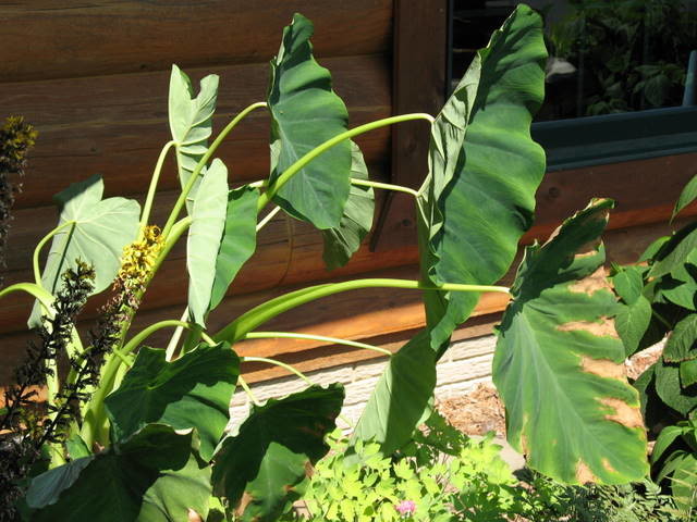 swiss cheese.plant Monstera, Swiss Cheese Plant Kokedama main image 0