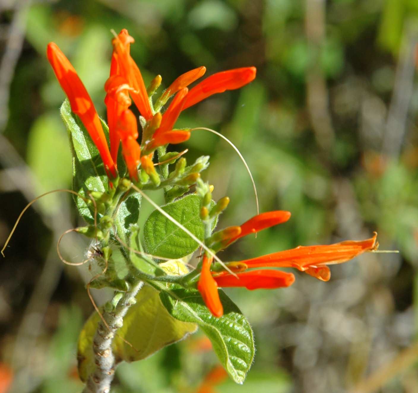 Great Design Plant: Justicia Spicigera Brings In the Hummingbirds