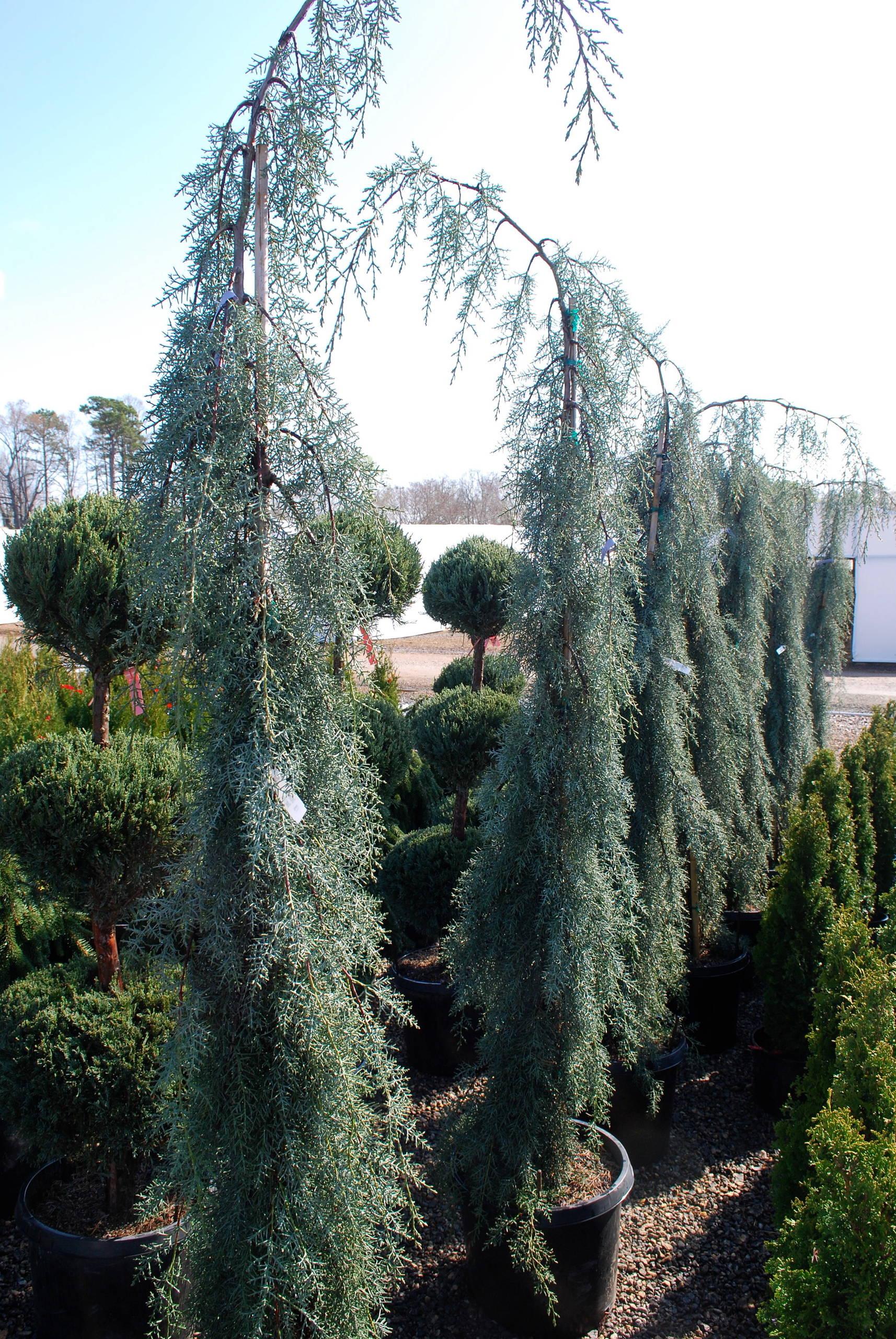 Raywood's weeping cypress