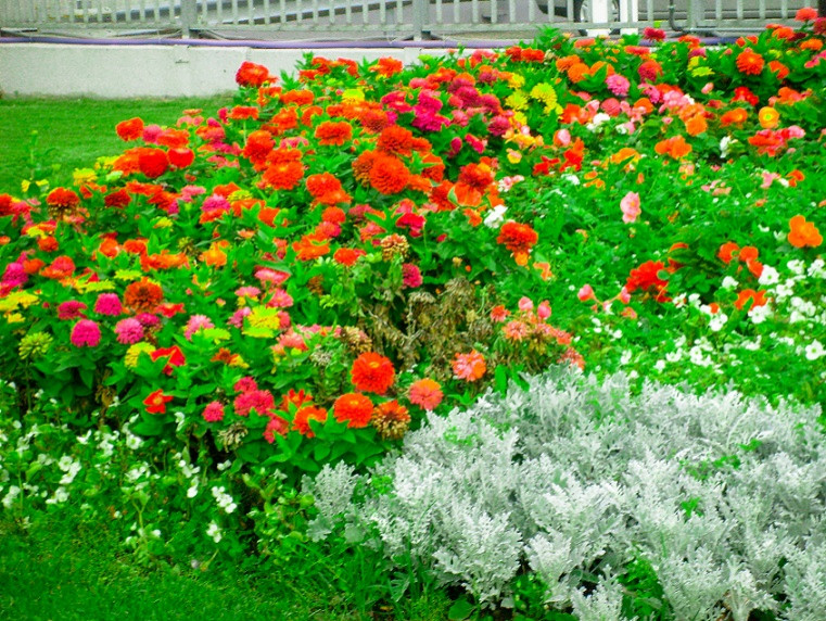 Создание клумб и цветников