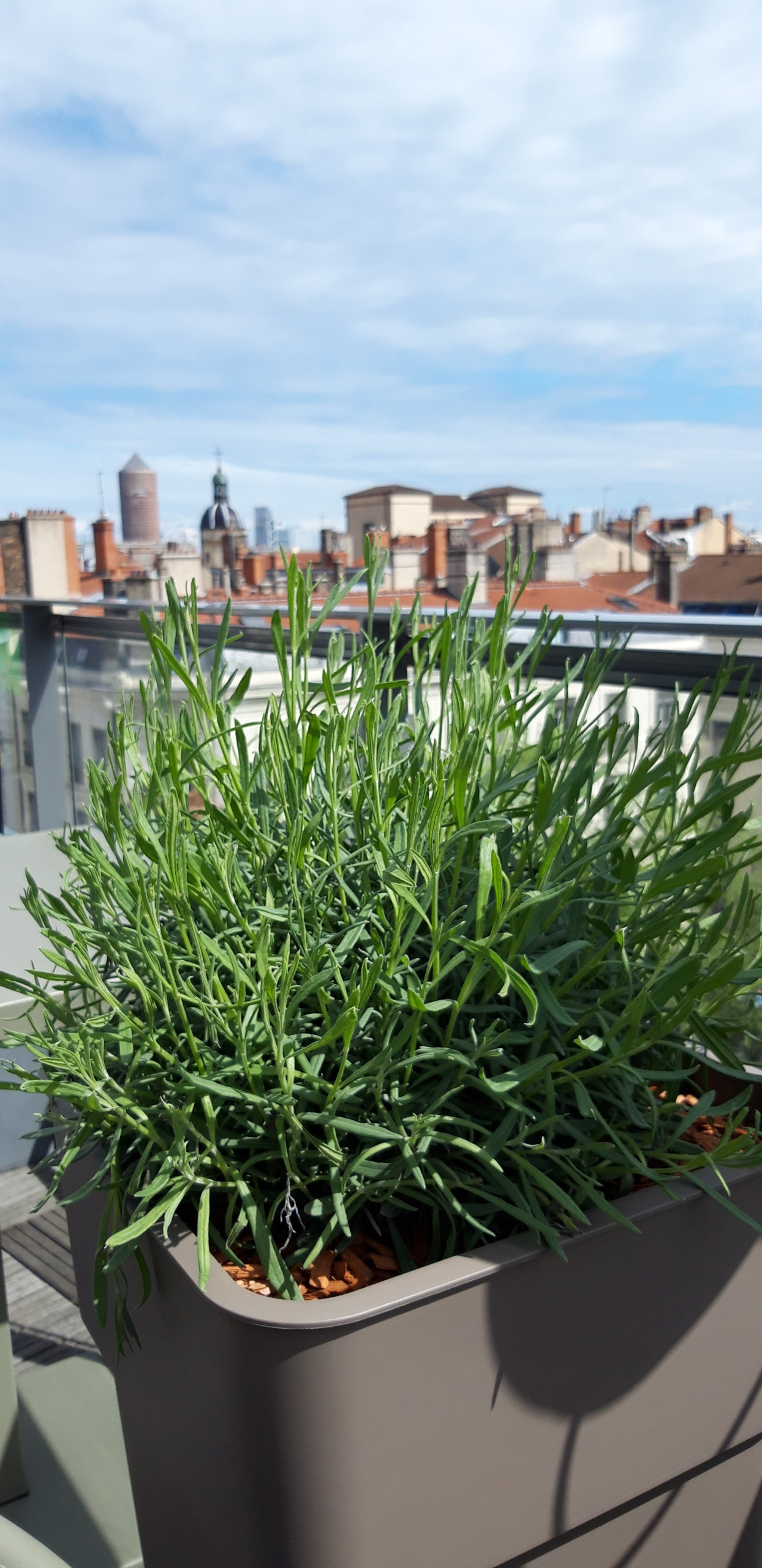 Aménagement d'une terrasse de 80m2