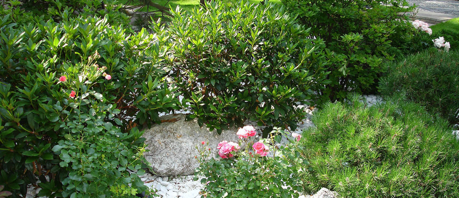 Сад с водоемом в КП " Сосновый Бор"