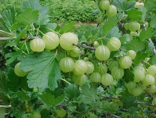 index Roux Ash Gooseberries in central Oklahoma??