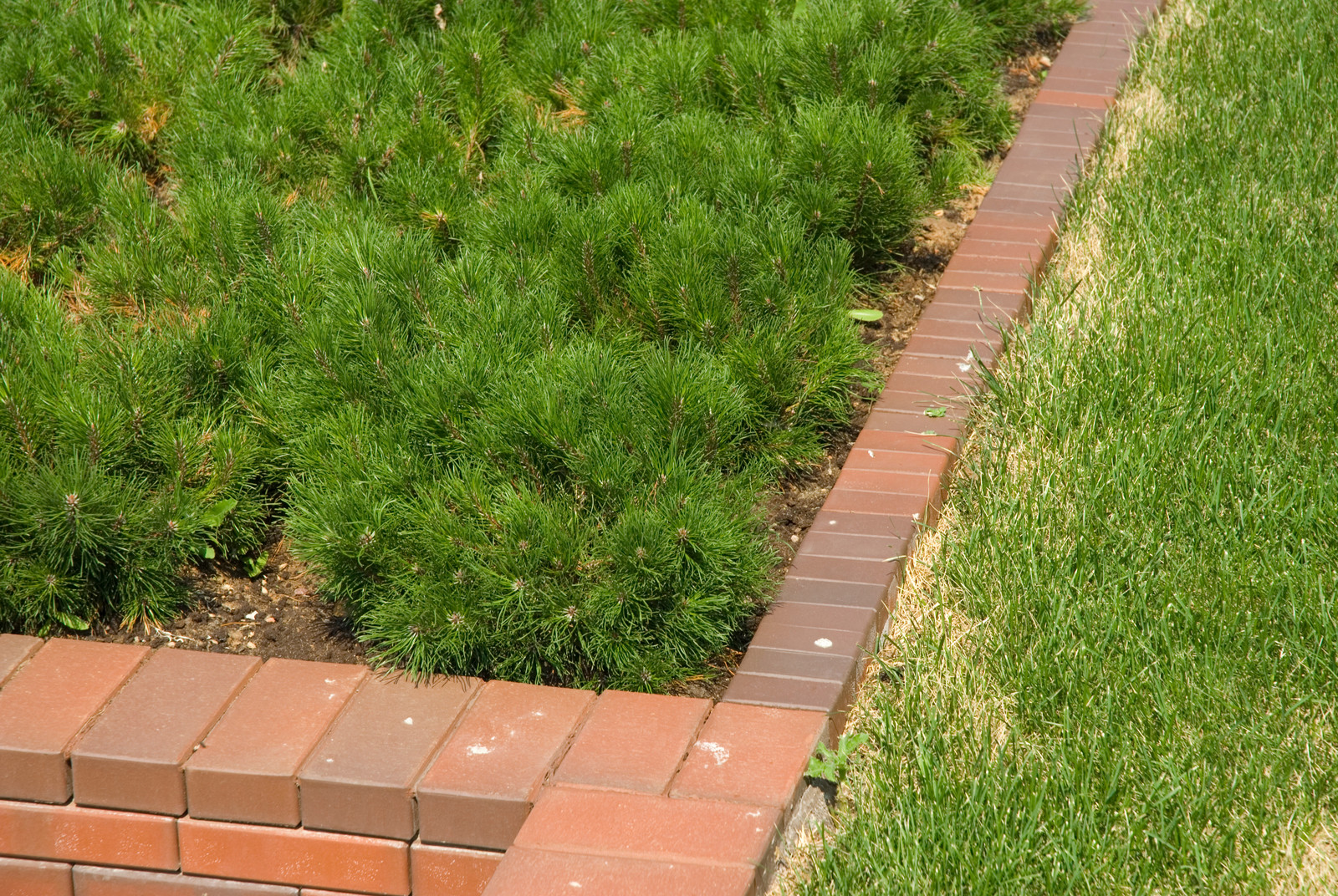 Геометрия в саду