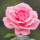 webuser_824825184