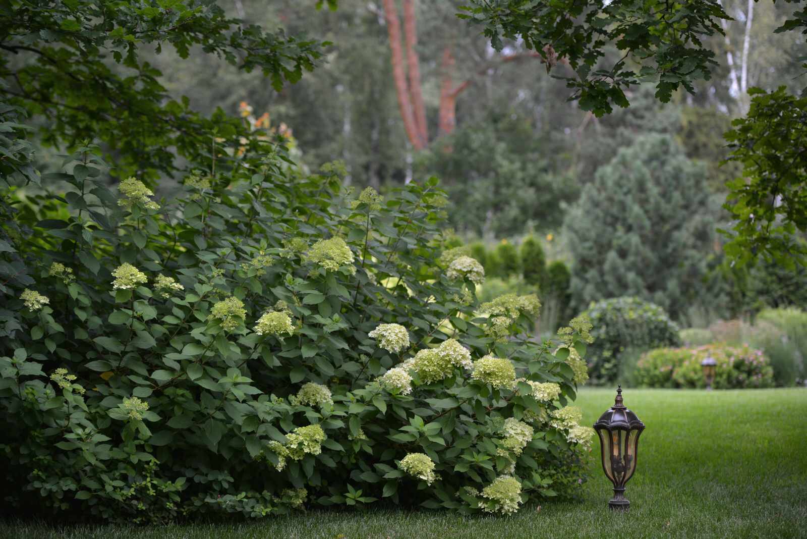 Fairy Garden.Сад под дубами