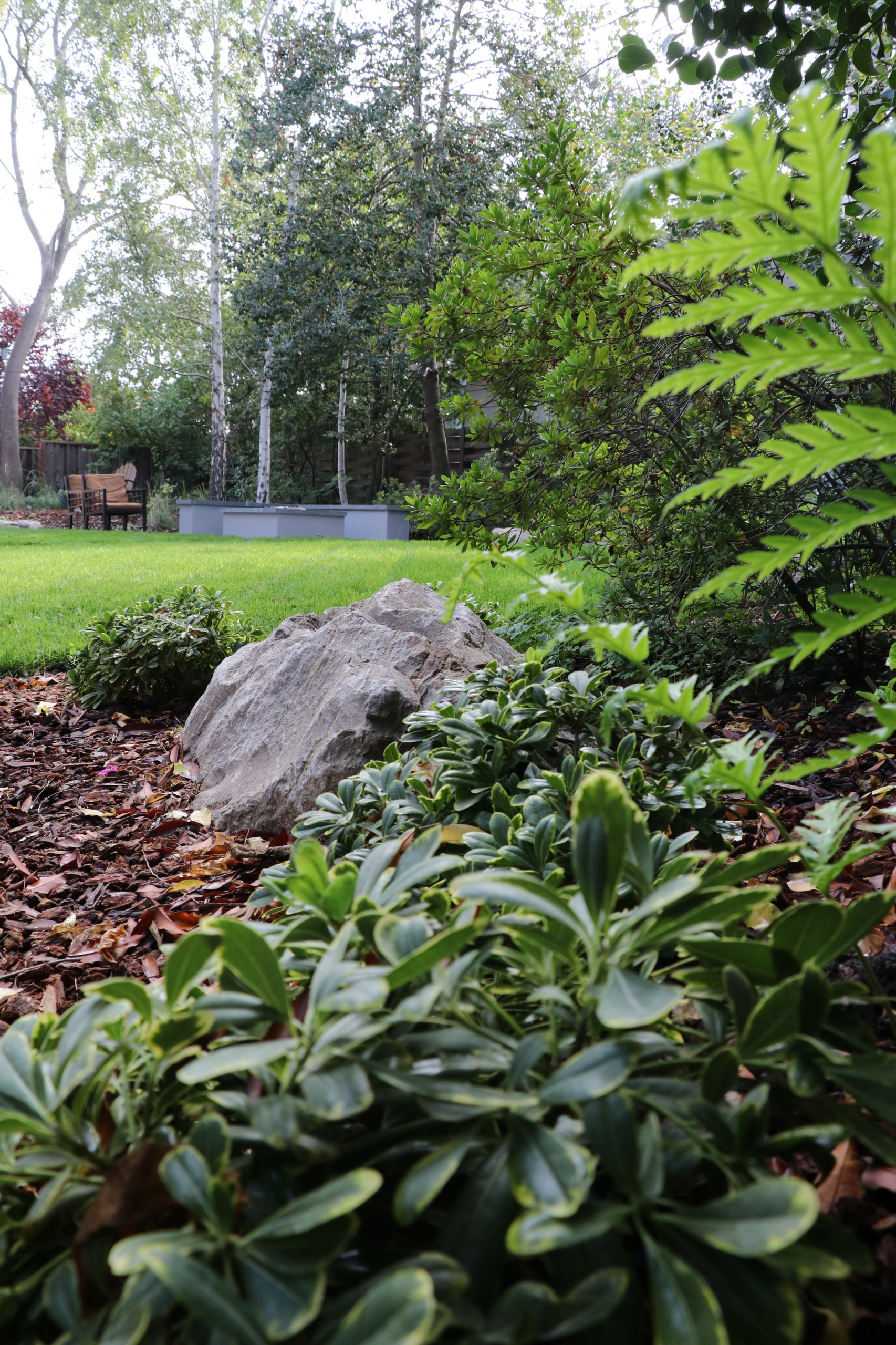 SWEDISH FLAME IN WOODS