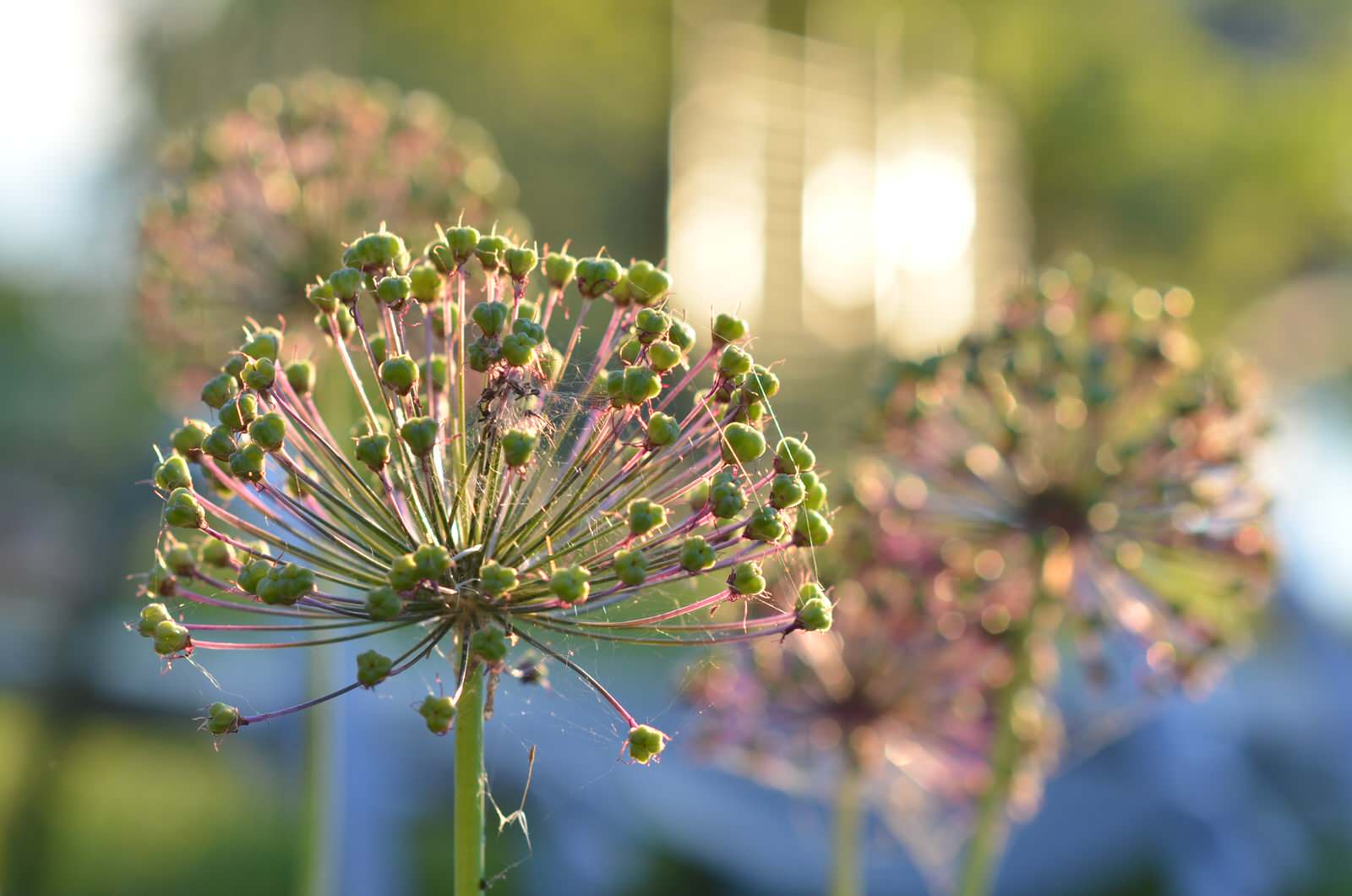 Садовый участок - лето