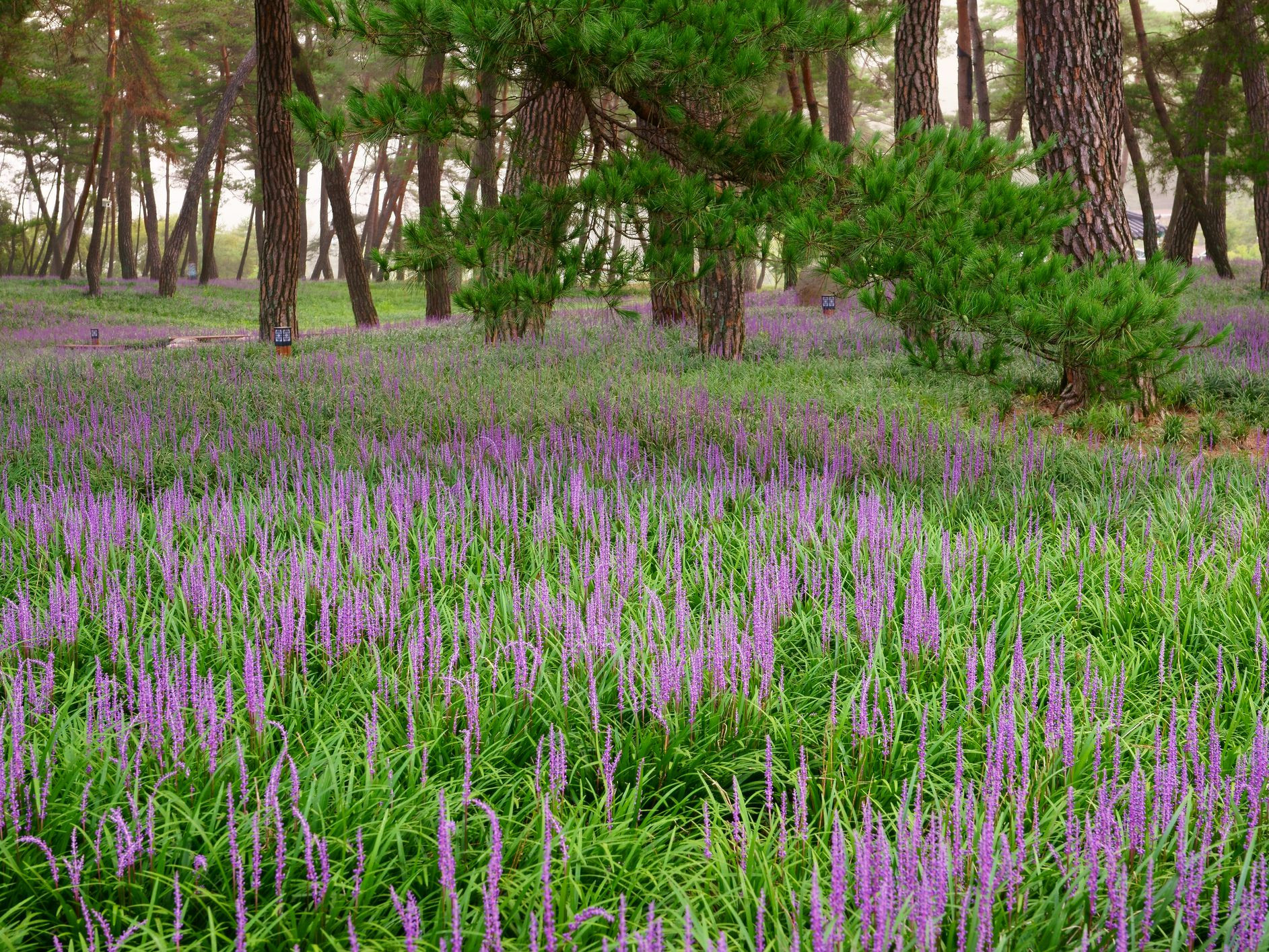 This photo was taken at a botanical preserve but the large drifts of liriope in bloom clearly shows us how successful this perennial is in large drift. It is deer proof. Photo: Peter Atkins