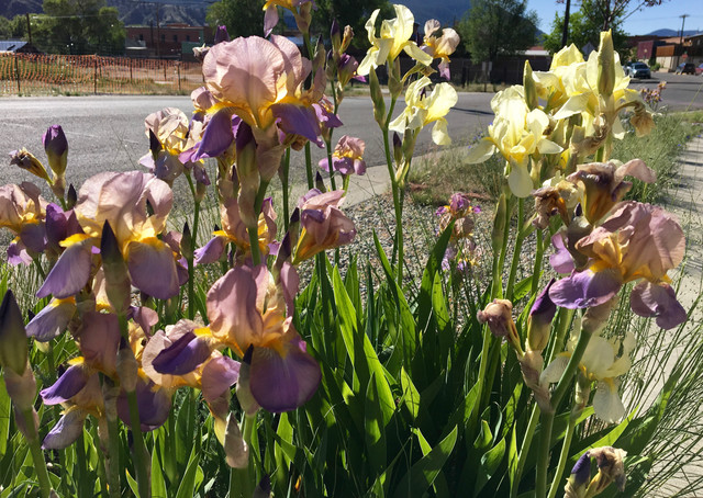 Ten Tips for Leaving a Garden 