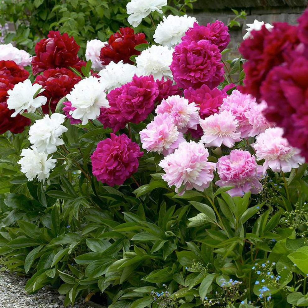 Mixed Peonies 4 Bulbs Modern Bulbs And Seeds by Touch of ECO