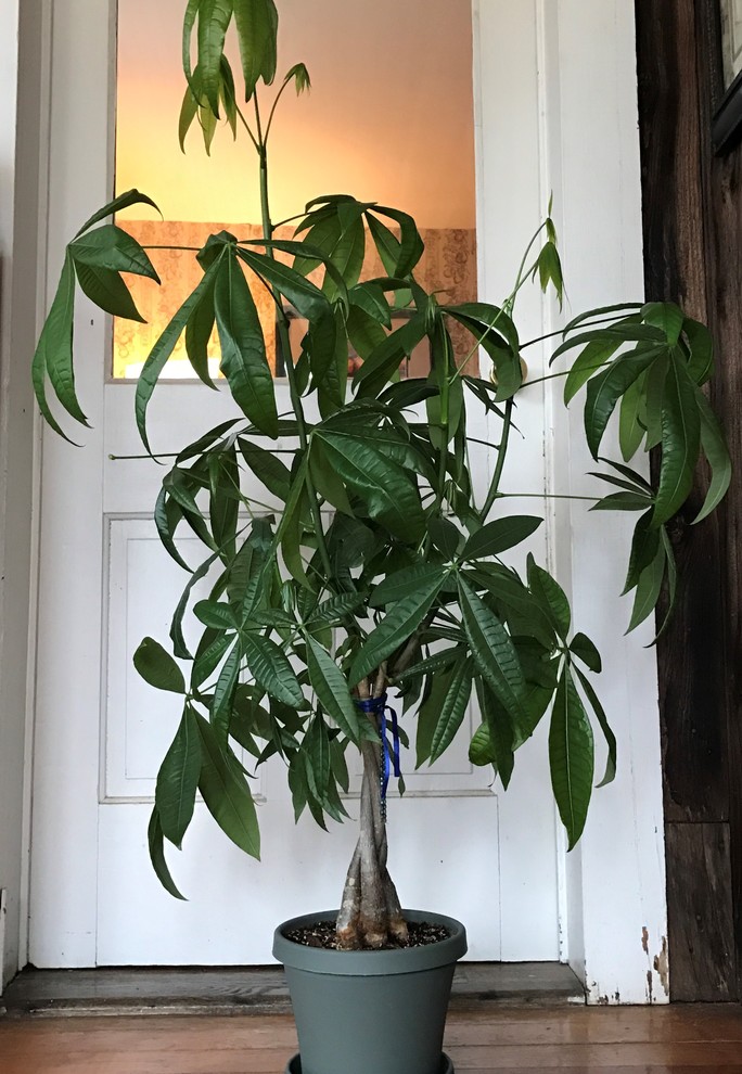 Trimming a store money tree