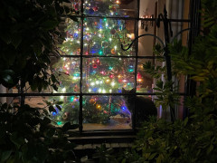 Houzz Call: Show Off Your Christmas Tree!