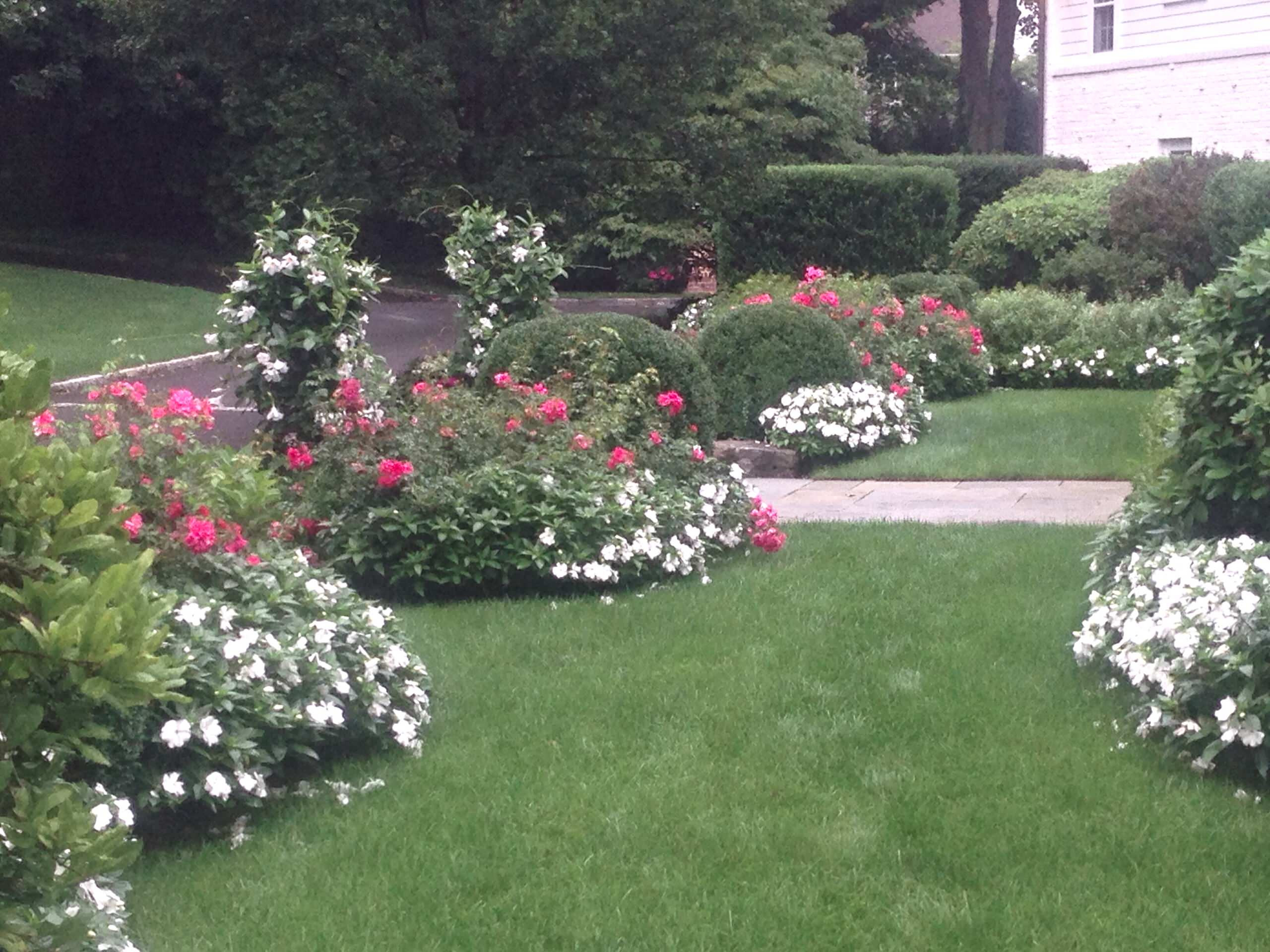 New Ginny Impatient and White Mandevilla Planters on Front Lawn of Home In Greenwich by Peter Atkins