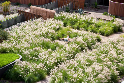 Lassen Sie Gras Druber Wachsen Basics Zum Grasergarten