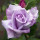 Last commented by GardeningTeenager