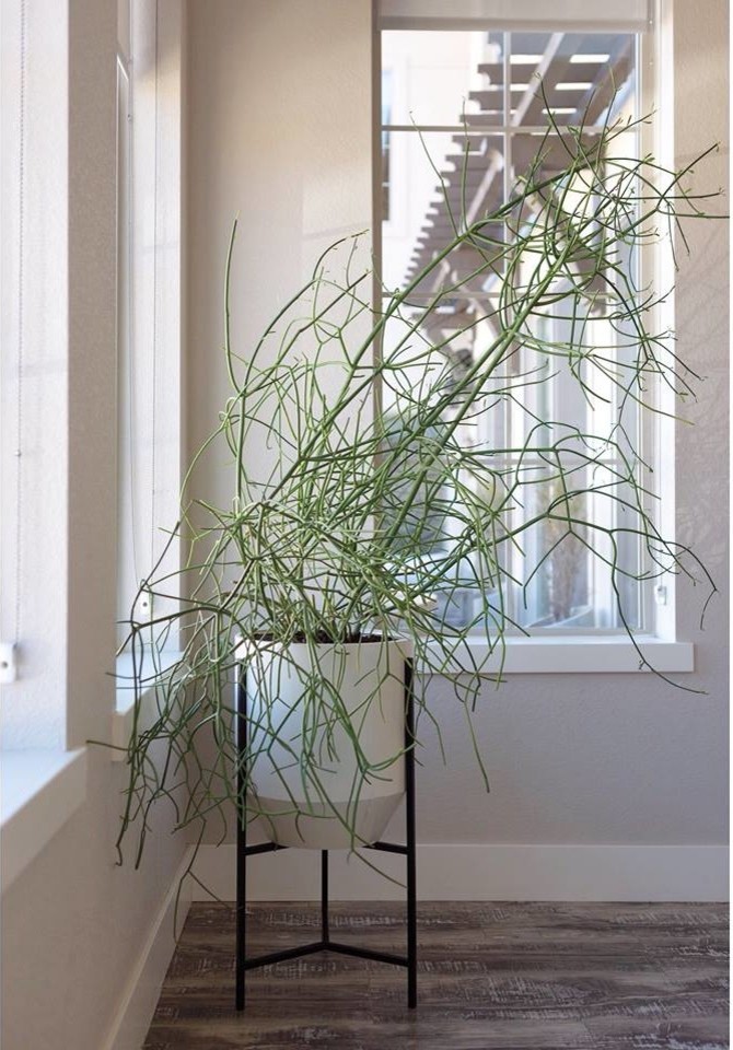 Probert Main Floor | Lakewood, CO | Modern 3-in-1 Full Renovation