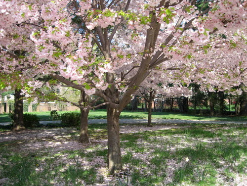 ソメイヨシノだけじゃない 知っておきたい桜の品種と それぞれの特性 Houzz ハウズ