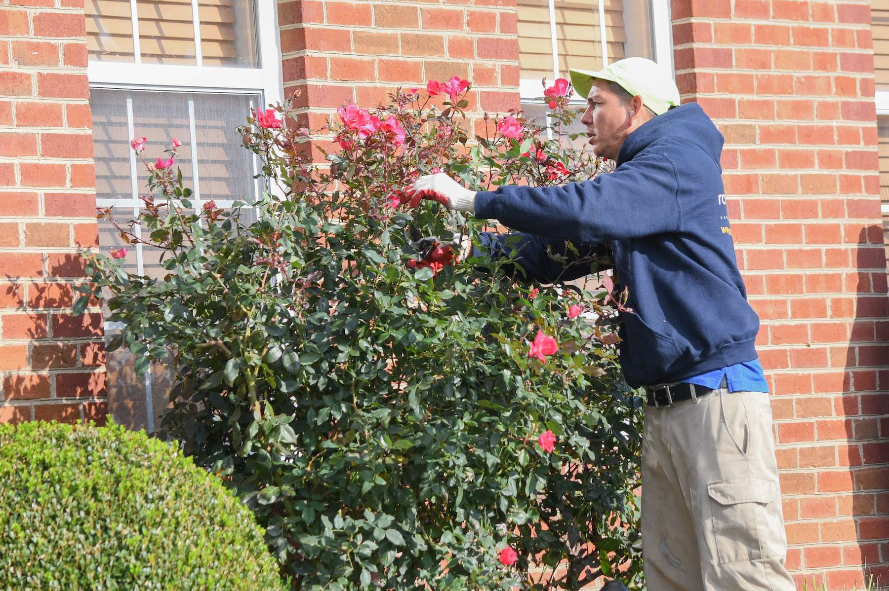 Ornamental Pruning