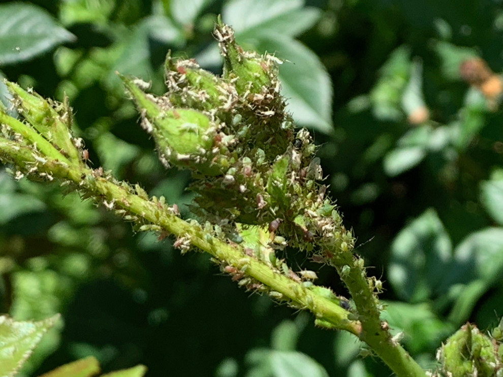 What is all over one of my rose bushes?