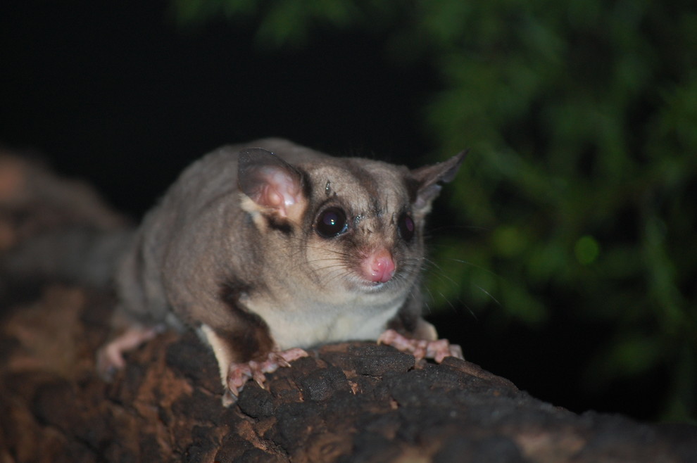 Safe and Sound: 11 Ways to Protect Native Wildlife in Your Garden | Houzz NZ