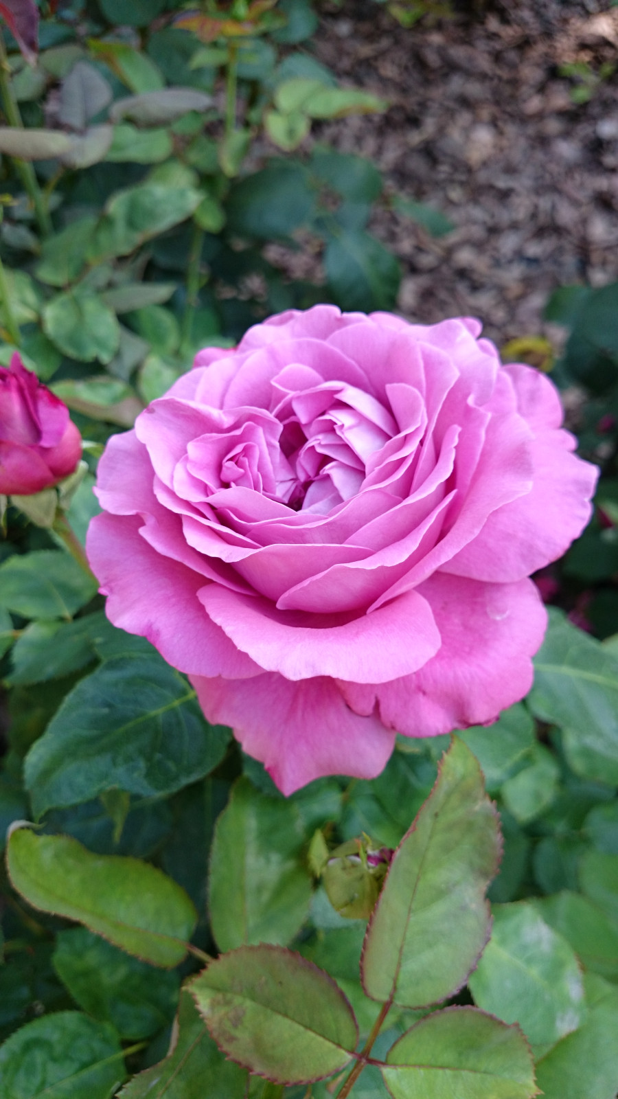 Элементы розария