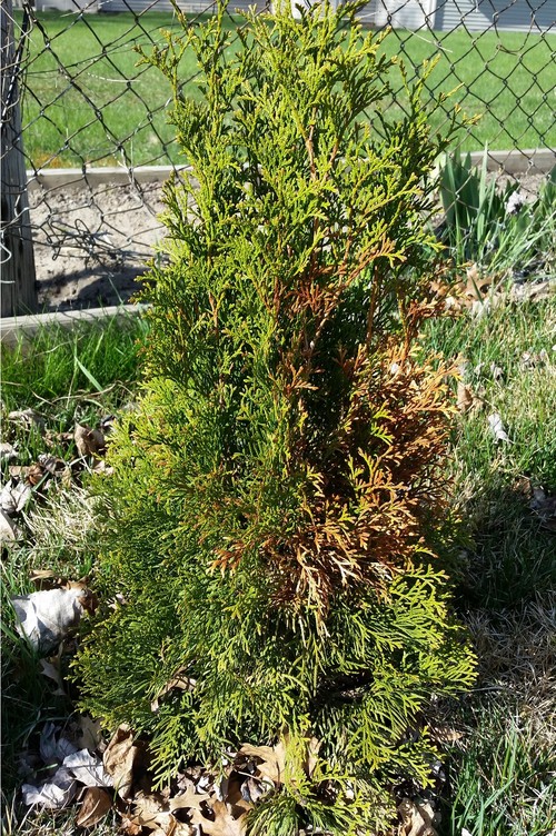 Arborvitaes turning brown