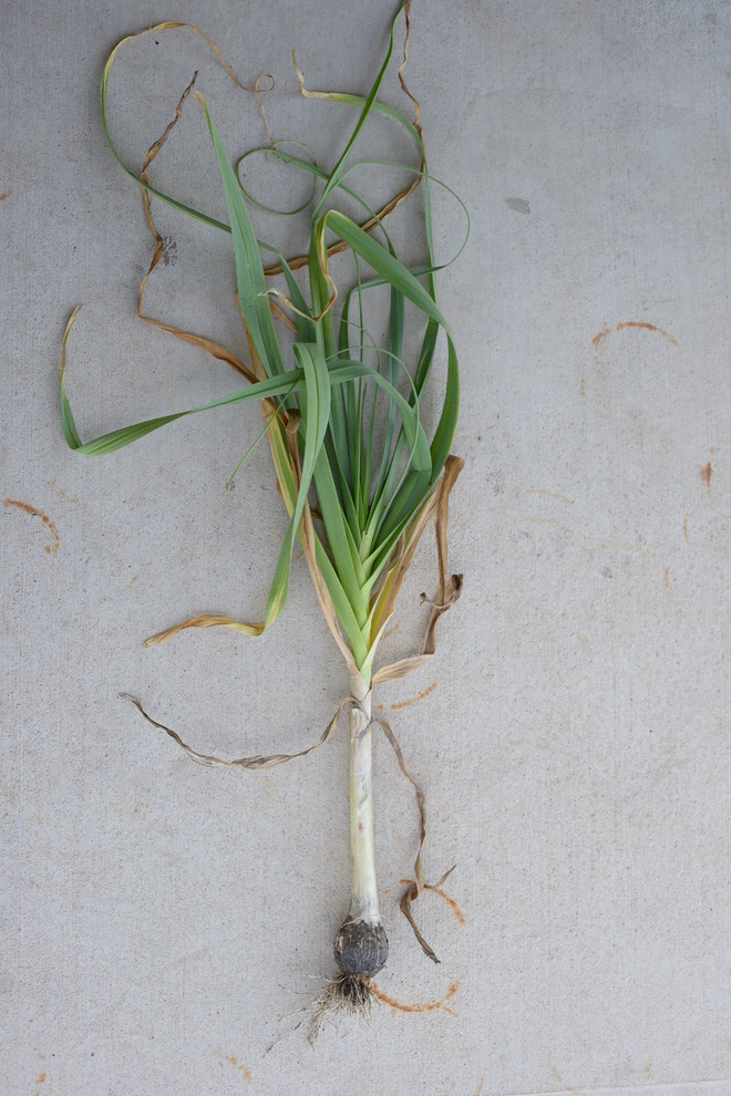 What's happening? Garlic didn't bulb!!!