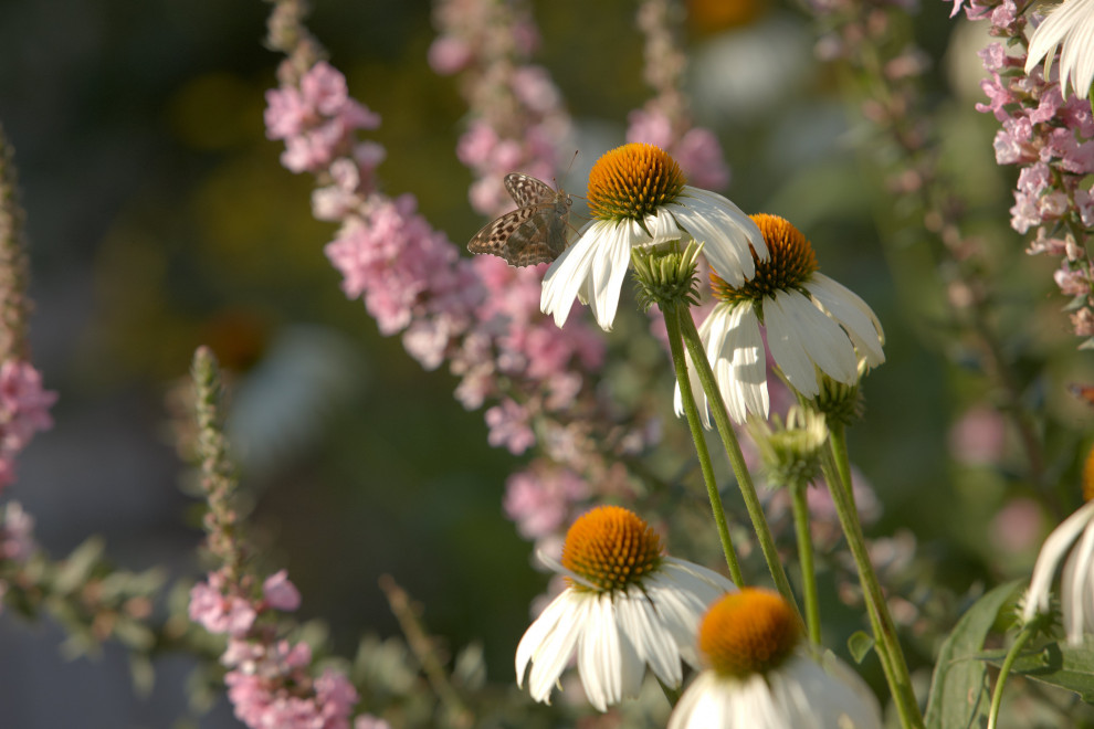 Отражение в каплях росы