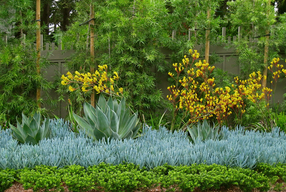 This is an example of an australian native modern garden in San Francisco.